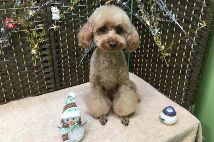 20190121フィオリーナs