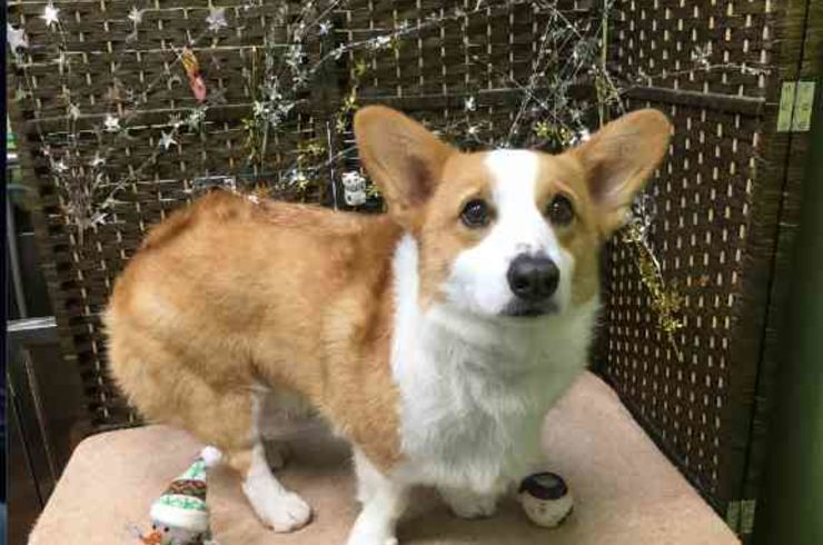 20190125ロッキーs