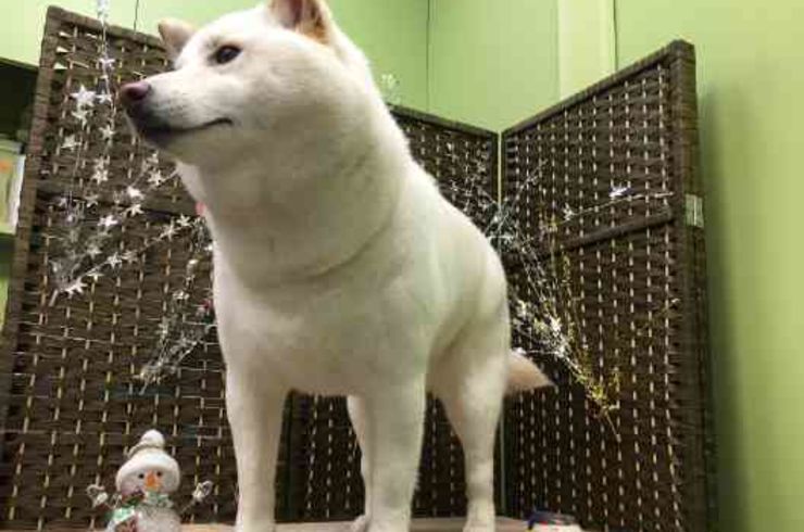 20190126チャッピーs