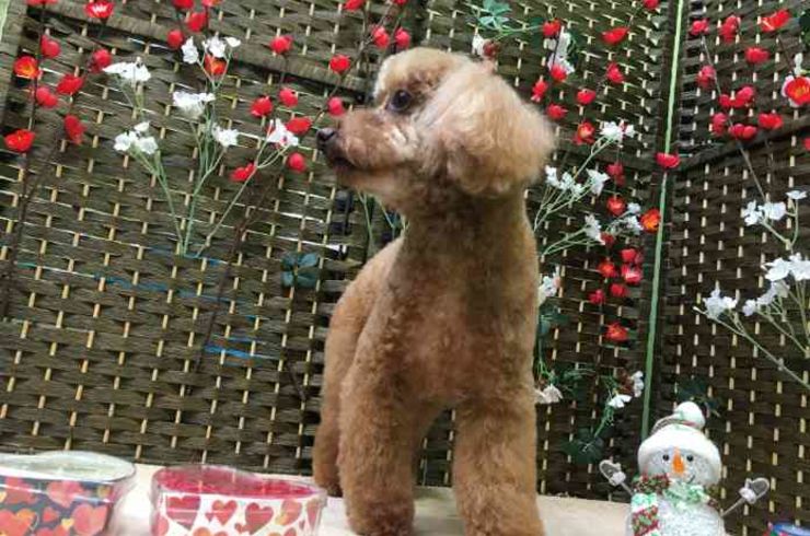 20190202ミッフィーs