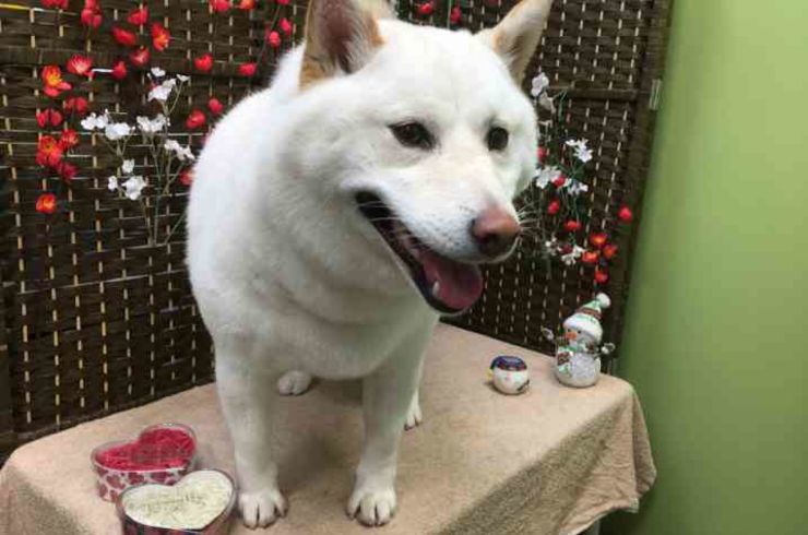 20190223チャッピーs