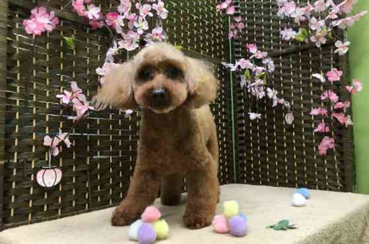 20190302ミッフィーs