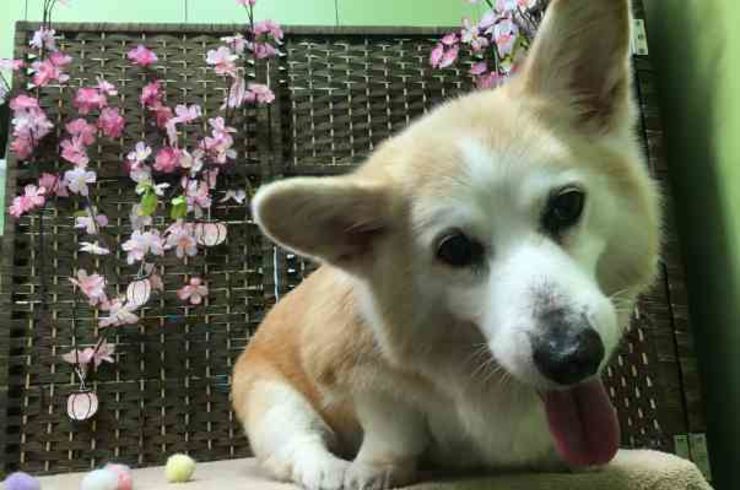 20190309ムーピーs