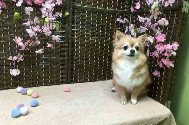 20190311くーすけs