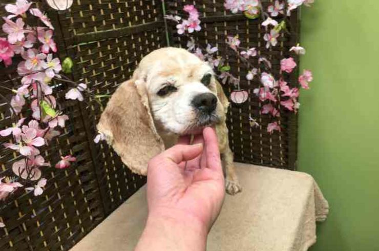 20190317ソフィーs