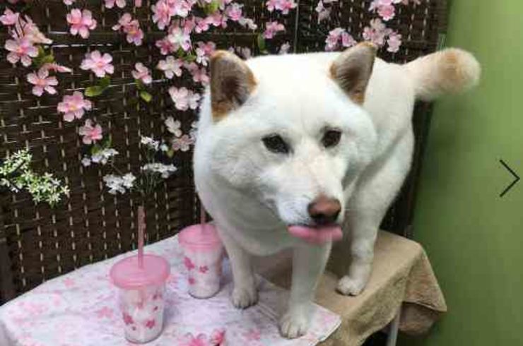 20190420チャッピーs