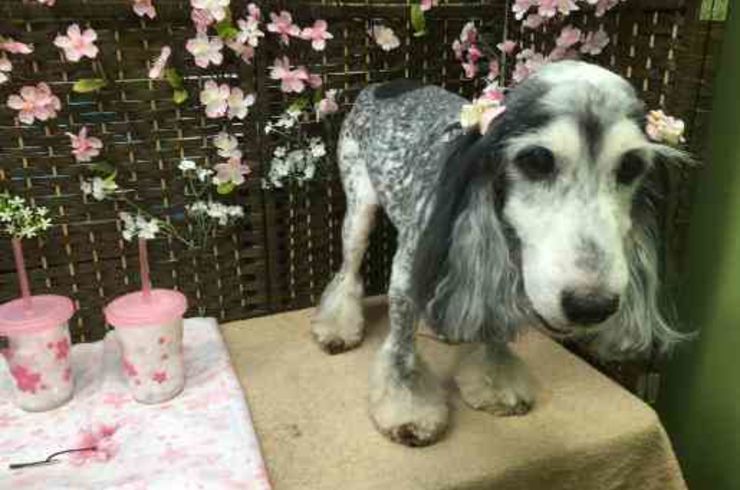 20190421ビバーチェs