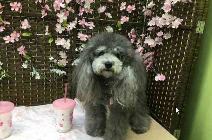 20190429アリュールs