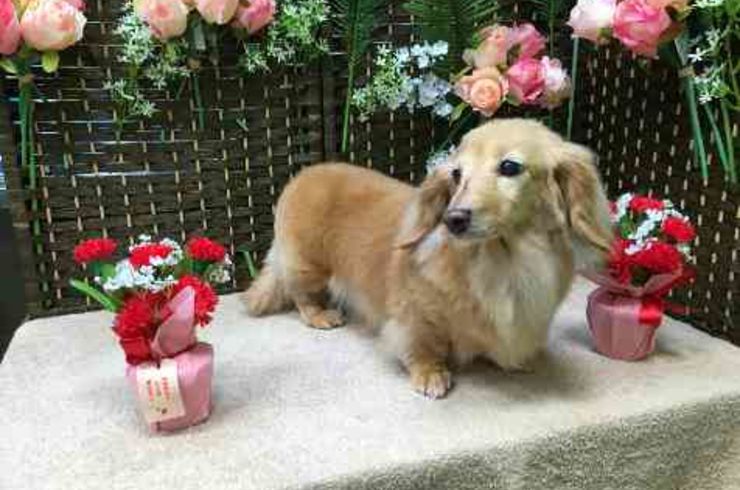 20190506ヒナs
