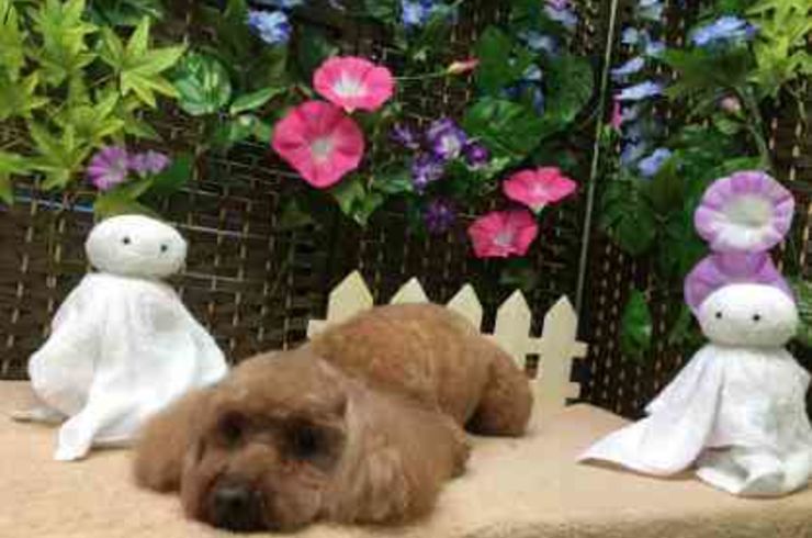 20190601ミッフィーs