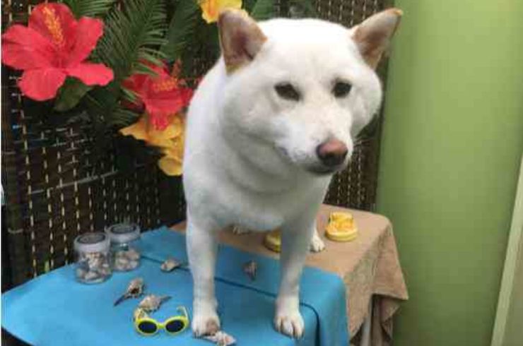 20190708チャッピーs