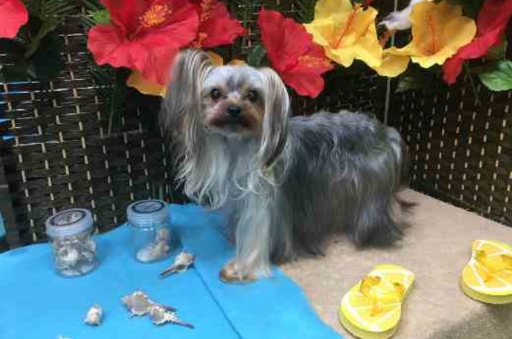 20190720ジュエルs