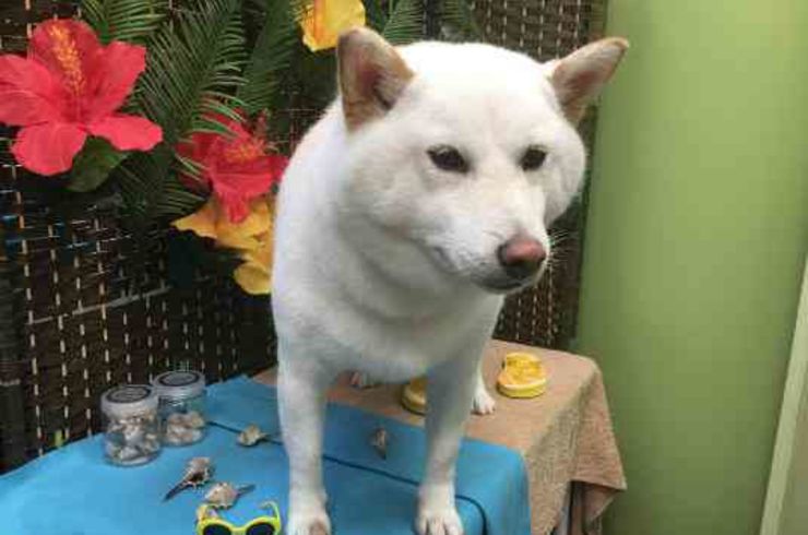 20190727チャッピーs