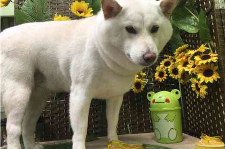 20190810チャッピーs