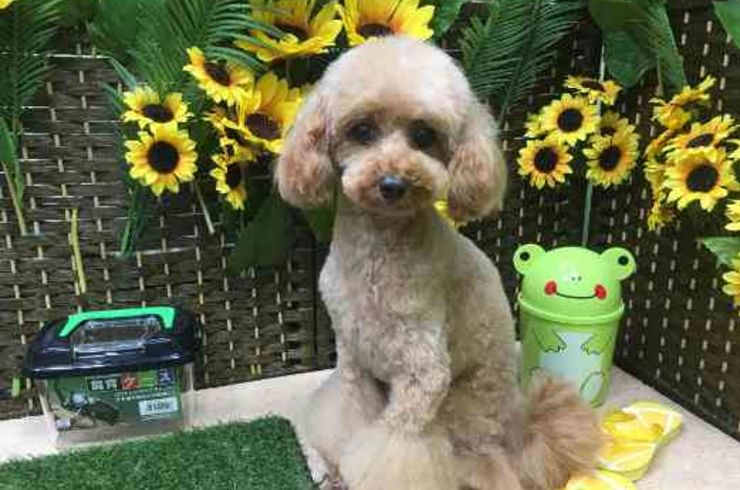 20190816フィオリーナs