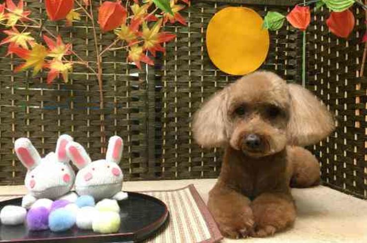 20190907ミッフィーs