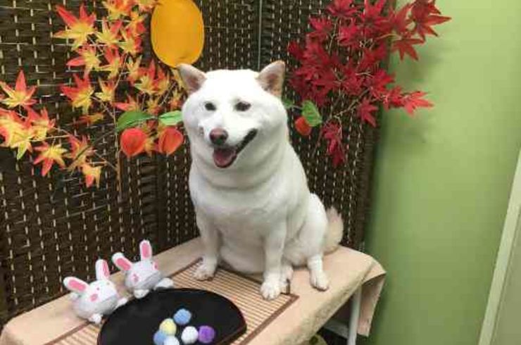 20190914チャッピーs