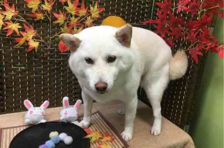 20190928チャッピーs