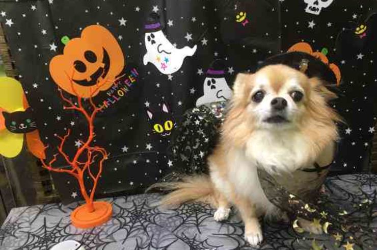 20191021くーすけs