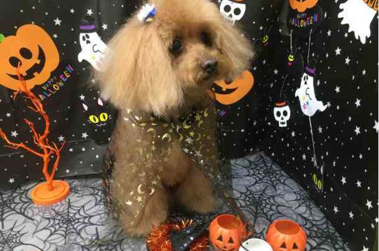 20191029こてつstyle