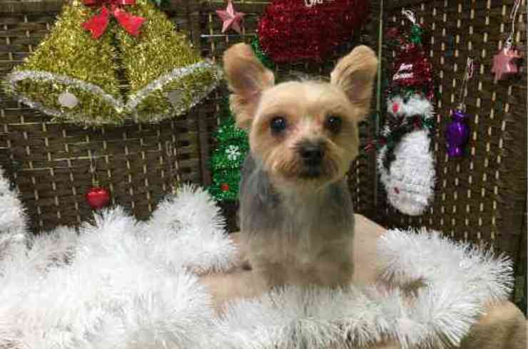 20191201キンジロウs