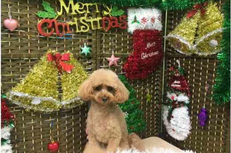 20191224フィオリーナs