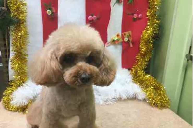 20200123フィオリーナs