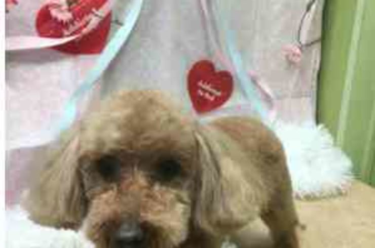 20200201ミッフィーs