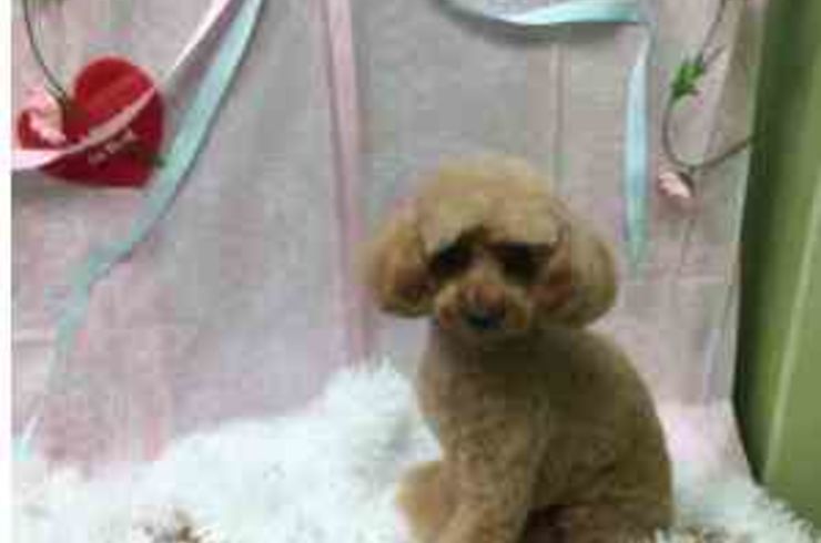 20200213フィオリーナs