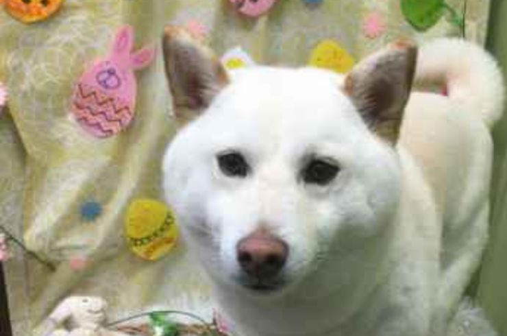 20200310チャッピーs