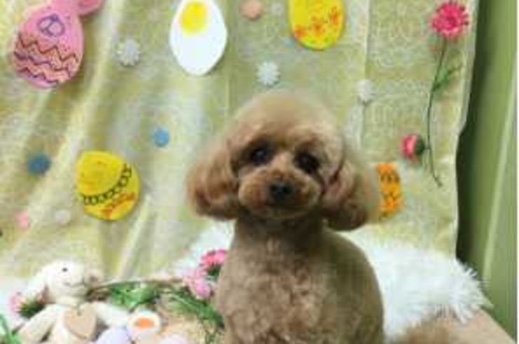 20200312フィオリーナs