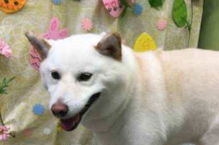 20200321チャッピーs