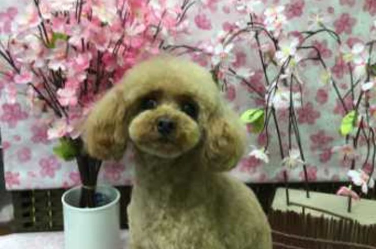 20200416フィオリーナs