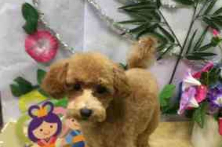 20200711チェリーs