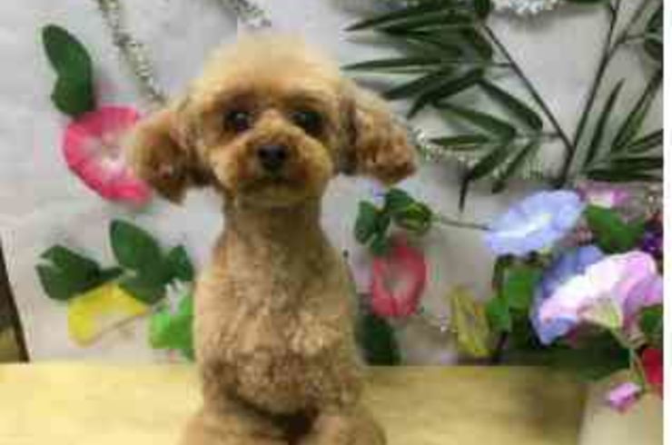 20200716フィオリーナs