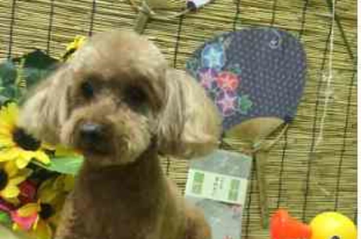 20200801ミッフィーs