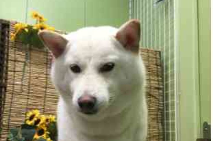 20200801チャッピーs