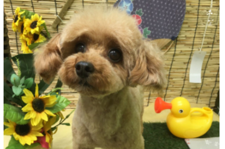 20200813フィオリーナs