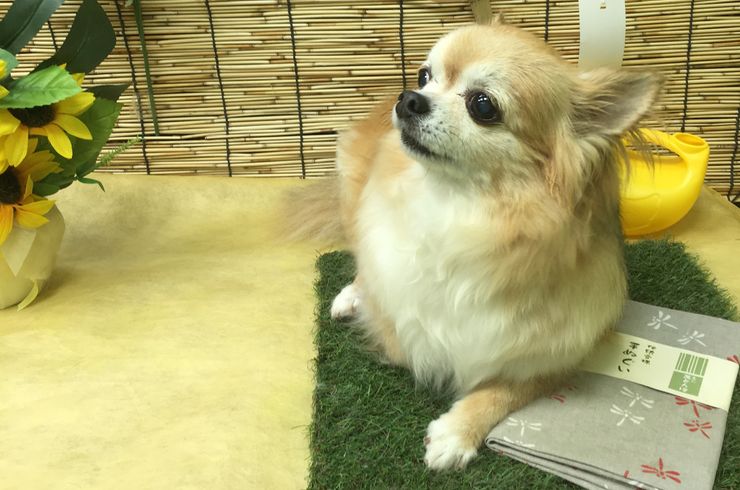 20200816くーすけs