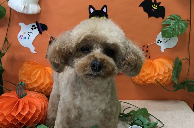 20201024フィオリーナs