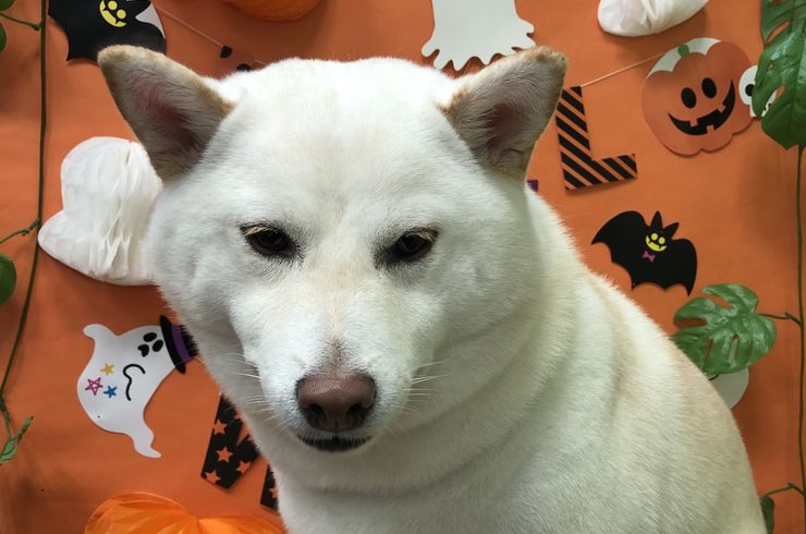 20201028チャッピーs