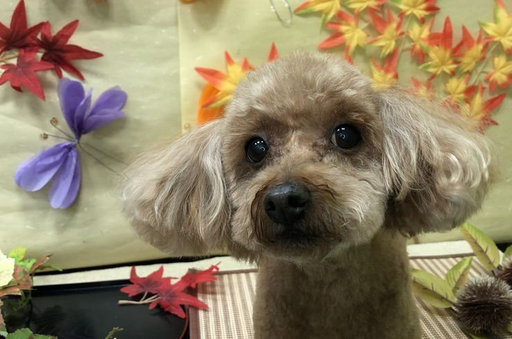 20201107ミッフィーs