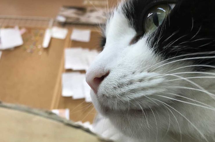 都立大学ねこ店長オアフ