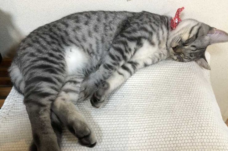 都立大学スタッフ猫