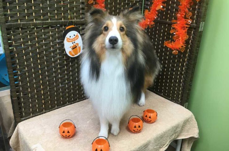 都立大学　トリミング