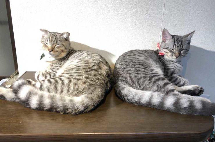 都立大学スタッフ猫