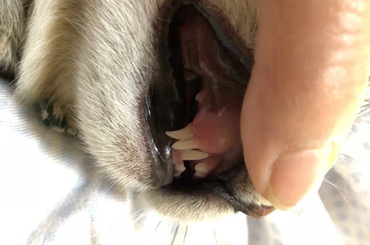 都立大学スタッフ猫