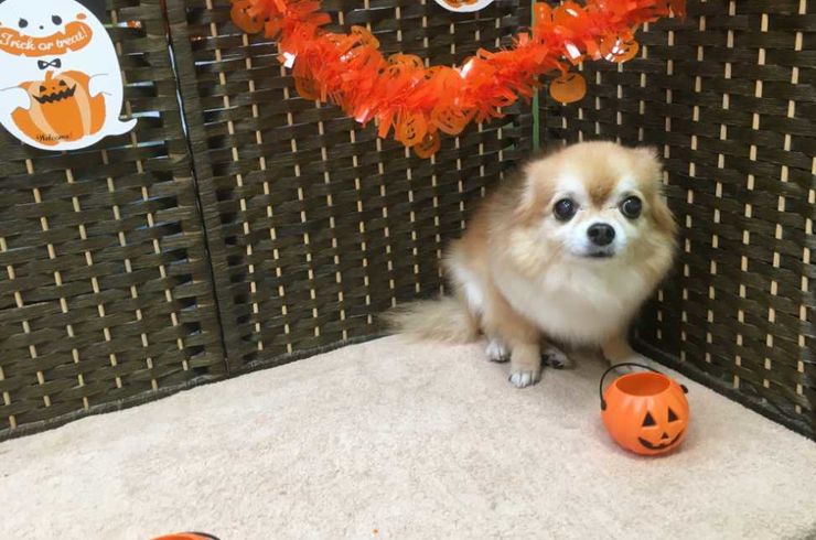 都立大学　トリミング