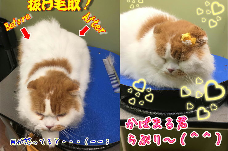 かばまる抜け毛20181019