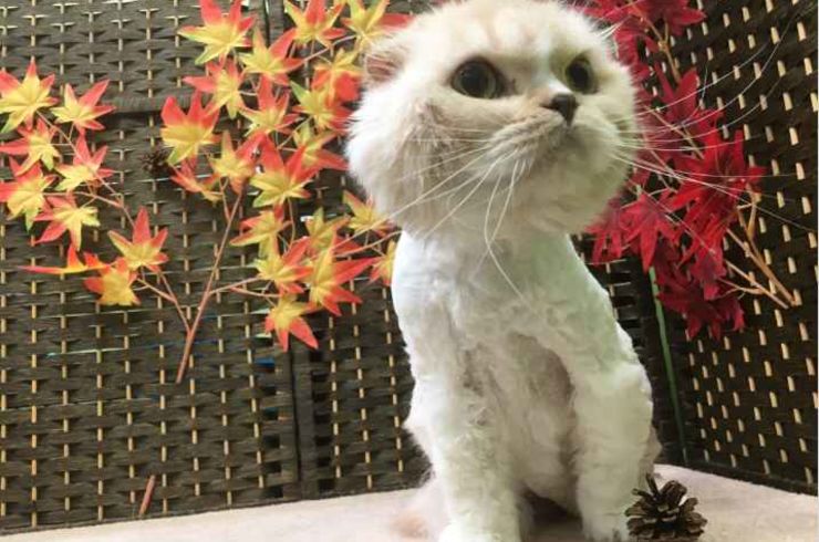 20181111はなｓ